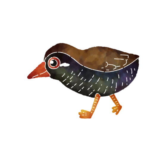 ヤンバルクイナ