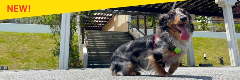 愛犬と過ごすリゾートステイ